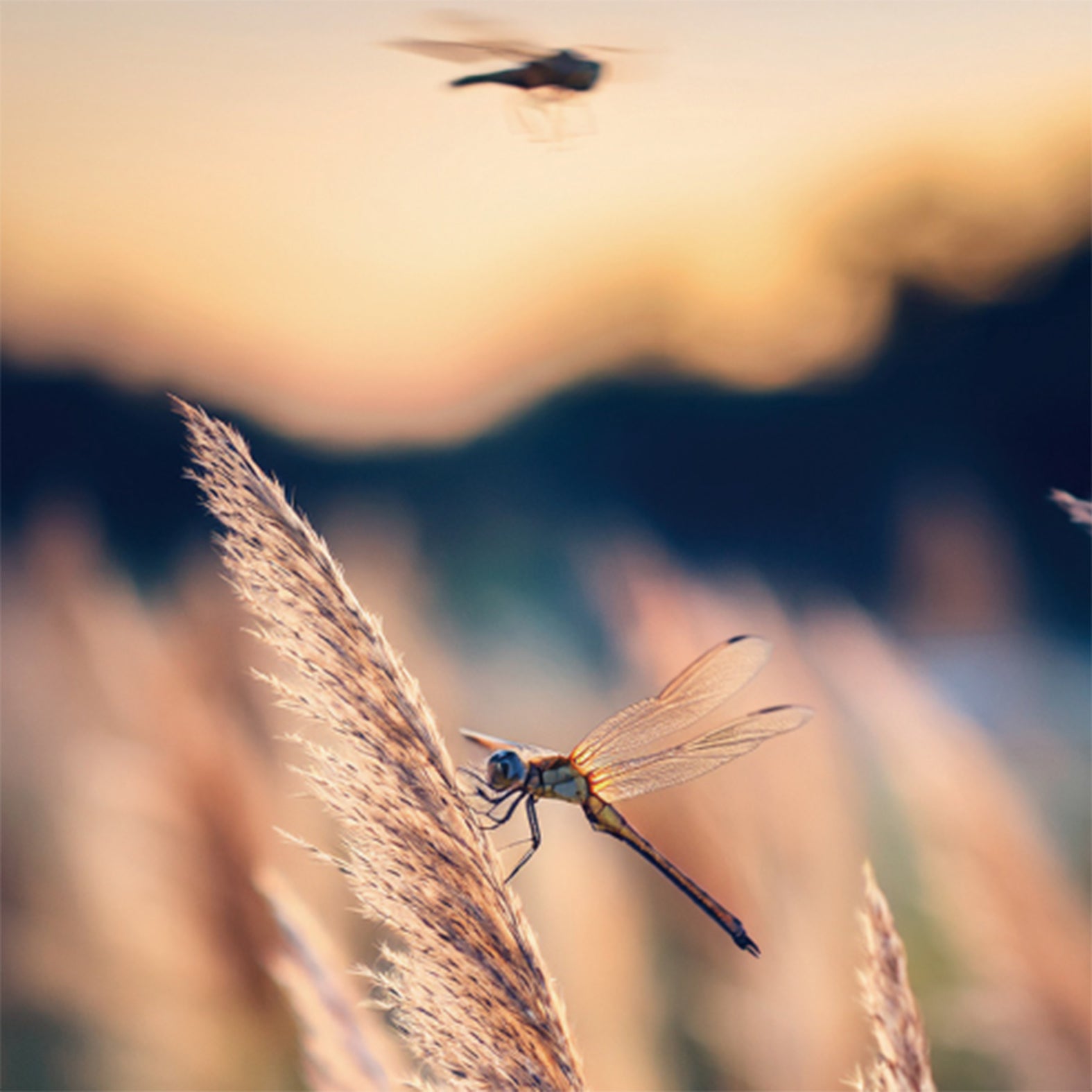 ~AKITSU~ (FS312) 販売開始!!